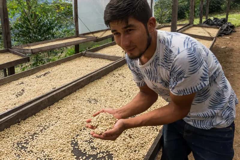Germán Carranza Barboza | Gesha Natural Lot #2