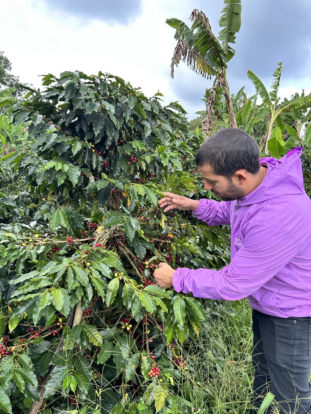 A producer inspecting a coffee tree loaded with ripe cherries